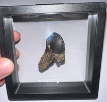 Load image into Gallery viewer, GEM Huge Triceratops type Ceratopsian Tooth with Full Crown and Root 1.59 Inches Hell Creek Montana