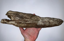 Load image into Gallery viewer, Triceratops type Ceratopsian Partial Brow Horn 16 Inches Hell Creek Montana