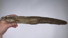 Load image into Gallery viewer, Triceratops type Ceratopsian Partial Brow Horn 16 Inches Hell Creek Montana