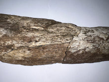 Load image into Gallery viewer, Triceratops type Ceratopsian Partial Brow Horn 16 Inches Hell Creek Montana