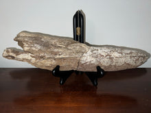 Load image into Gallery viewer, Triceratops type Ceratopsian Partial Brow Horn 16 Inches Hell Creek Montana