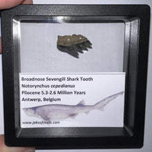 Load image into Gallery viewer, Framed Fossil Sevengill Shark Teeth with info card One Per Order