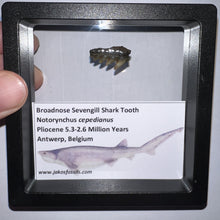 Load image into Gallery viewer, Framed Fossil Sevengill Shark Teeth with info card One Per Order