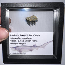 Load image into Gallery viewer, Framed Fossil Sevengill Shark Teeth with info card One Per Order
