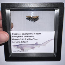 Load image into Gallery viewer, Framed Fossil Sevengill Shark Teeth with info card One Per Order