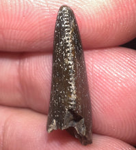 Load image into Gallery viewer, Rare Majungasaurus Fossil Tooth Giant Abelisaur .78 Inches!
