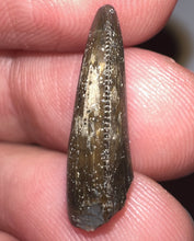 Load image into Gallery viewer, Rare Majungasaurus Fossil Tooth Giant Abelisaur .78 Inches!