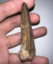 Load image into Gallery viewer, Huge Carcharodontosaur Fossil Tooth just under 3 Inches