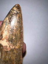 Load image into Gallery viewer, Huge Carcharodontosaur Fossil Tooth just under 3 Inches
