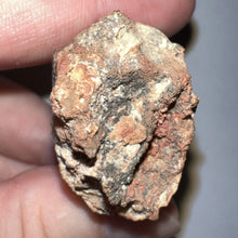 Load image into Gallery viewer, Huge Carcharodontosaur Fossil Tooth just under 3 Inches