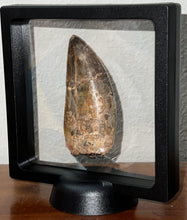 Load image into Gallery viewer, Huge Carcharodontosaur Fossil Tooth just under 3 Inches