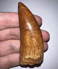 Load image into Gallery viewer, Huge Carcharodontosaur Fossil Tooth just under 3 Inches No Repair Incredible Serrations