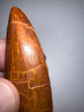 Load image into Gallery viewer, Huge Carcharodontosaur Fossil Tooth just under 3 Inches No Repair Incredible Serrations