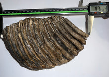 Load image into Gallery viewer, Huge Ice Age Fossil Woolly Mammoth Molar 8.75 Inches from Siberia