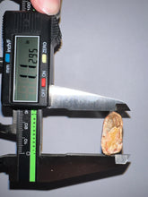 Load image into Gallery viewer, Huge Carcharodontosaur Fossil Tooth just under 3 Inches No Repair Incredible Serrations