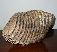 Load image into Gallery viewer, Huge Ice Age Fossil Woolly Mammoth Molar 8.75 Inches from Siberia