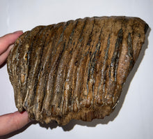 Load image into Gallery viewer, Large Ice Age Fossil Woolly Mammoth Molar 7.5 Inches from Siberia