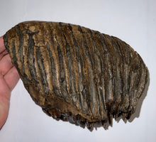 Load image into Gallery viewer, Large Ice Age Fossil Woolly Mammoth Molar 7.5 Inches from Siberia