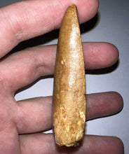 Load image into Gallery viewer, Monster Carcharodontosaur Fossil Tooth just Over 3 Inches No Repair Incredible Serrations