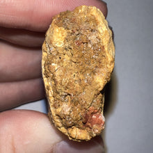 Load image into Gallery viewer, Monster Carcharodontosaur Fossil Tooth just Over 3 Inches No Repair Incredible Serrations