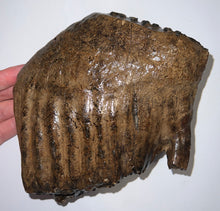 Load image into Gallery viewer, Large Ice Age Fossil Woolly Mammoth Molar 7.54 Inches from Siberia