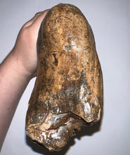 Load image into Gallery viewer, Large Ice Age Fossil Woolly Mammoth Molar 7.54 Inches from Siberia