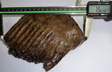Load image into Gallery viewer, Large Ice Age Fossil Woolly Mammoth Molar 7.54 Inches from Siberia
