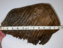 Load image into Gallery viewer, GEM ENORMOUS Ice Age Fossil Woolly Mammoth Molar 12.5 Inches and over 16 Pound from Siberia