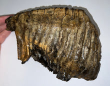 Load image into Gallery viewer, HUGE Ice Age Fossil Woolly Mammoth Molar 9.38 Inches from Siberia