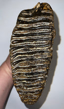 Load image into Gallery viewer, HUGE Ice Age Fossil Woolly Mammoth Molar 9.38 Inches from Siberia