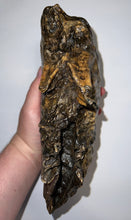 Load image into Gallery viewer, HUGE Ice Age Fossil Woolly Mammoth Molar 9.38 Inches from Siberia