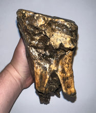 Load image into Gallery viewer, HUGE Ice Age Fossil Woolly Mammoth Molar 9.38 Inches from Siberia