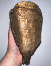 Load image into Gallery viewer, GEM Large Ice Age Fossil Woolly Mammoth Molar 7.24 Inches from Siberia