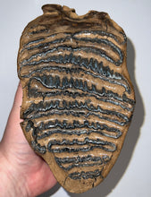 Load image into Gallery viewer, GEM Large Ice Age Fossil Woolly Mammoth Molar 7.24 Inches from Siberia