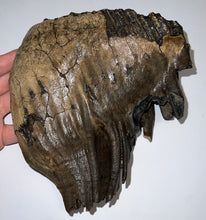 Load image into Gallery viewer, GEM Large Ice Age Fossil Woolly Mammoth Molar 7.62 Inches from Siberia