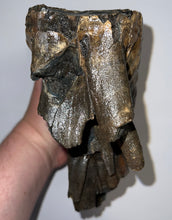 Load image into Gallery viewer, GEM Large Ice Age Fossil Woolly Mammoth Molar 7.62 Inches from Siberia