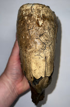 Load image into Gallery viewer, GEM Large Ice Age Fossil Woolly Mammoth Molar 7.62 Inches from Siberia
