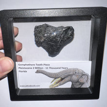 Load image into Gallery viewer, Framed Gomphothere Fossil Molar Fragment One per Order!