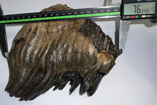 Load image into Gallery viewer, GEM Large Ice Age Fossil Woolly Mammoth Molar 7.62 Inches from Siberia