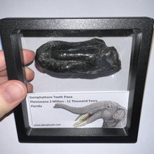 Load image into Gallery viewer, Framed Gomphothere Fossil Molar Fragment One per Order!