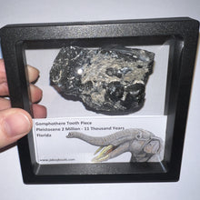 Load image into Gallery viewer, Framed Gomphothere Fossil Molar Fragment One per Order!