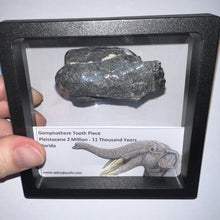 Load image into Gallery viewer, Framed Gomphothere Fossil Molar Fragment One per Order!