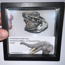 Load image into Gallery viewer, Framed Gomphothere Fossil Molar Fragment One per Order!