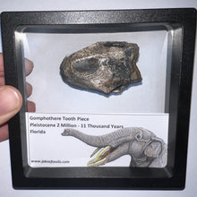 Load image into Gallery viewer, Framed Gomphothere Fossil Molar Fragment One per Order!