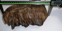 Load image into Gallery viewer, Huge Ice Age Fossil Woolly Mammoth Molar 8.79 Inches from Siberia
