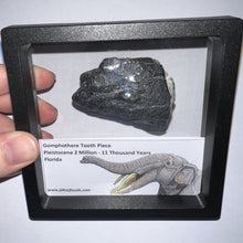 Load image into Gallery viewer, Framed Gomphothere Fossil Molar Fragment One per Order!
