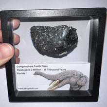 Load image into Gallery viewer, Framed Gomphothere Fossil Molar Fragment One per Order!