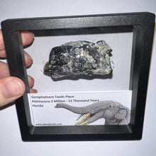 Load image into Gallery viewer, Framed Gomphothere Fossil Molar Fragment One per Order!