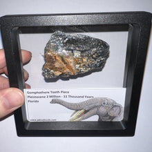 Load image into Gallery viewer, Framed Gomphothere Fossil Molar Fragment One per Order!