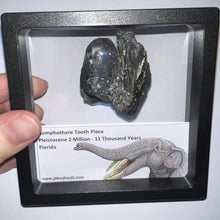 Load image into Gallery viewer, Framed Gomphothere Fossil Molar Fragment One per Order!